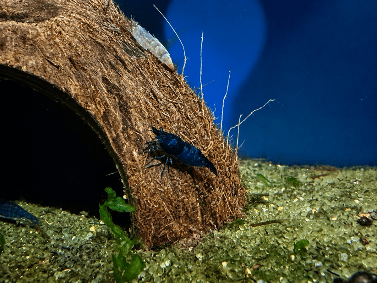 Neocaridina Blue Velvet Shrimp freshwater fish for sale - Legacy Line Aquatics LLC