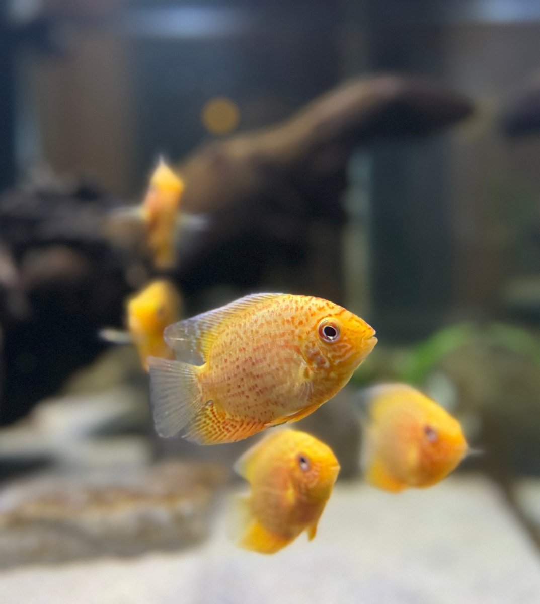 Red Spotted Severum freshwater fish for sale - Legacy Line Aquatics LLC