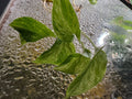 Aquarium Grown Pothos Water Rooted Cutting freshwater fish for sale - Legacy Line Aquatics LLC