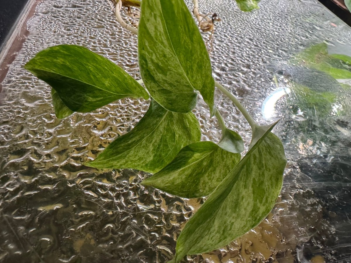 Aquarium Grown Pothos Water Rooted Cutting freshwater fish for sale - Legacy Line Aquatics LLC