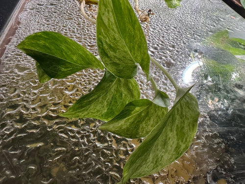 Aquarium Grown Pothos Water Rooted Cutting freshwater fish for sale - Legacy Line Aquatics LLC