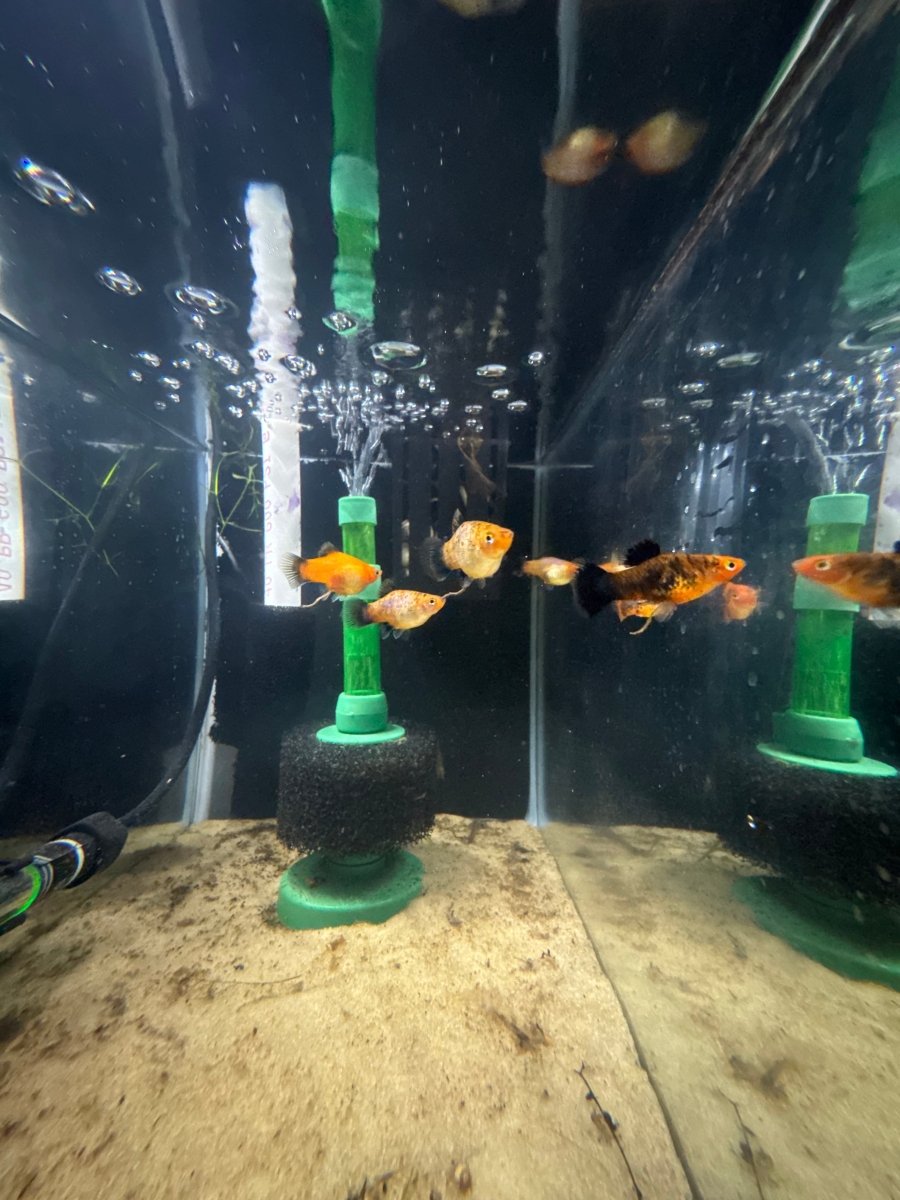 Painted Platy (Xiphophorus maculatus) freshwater fish for sale - Legacy Line Aquatics LLC