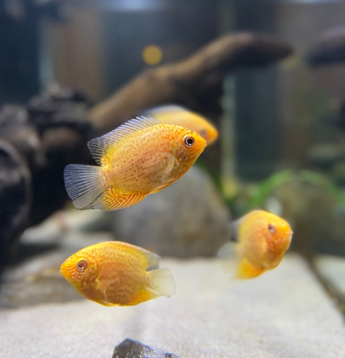 Red Spotted Severum freshwater fish for sale - Legacy Line Aquatics LLC