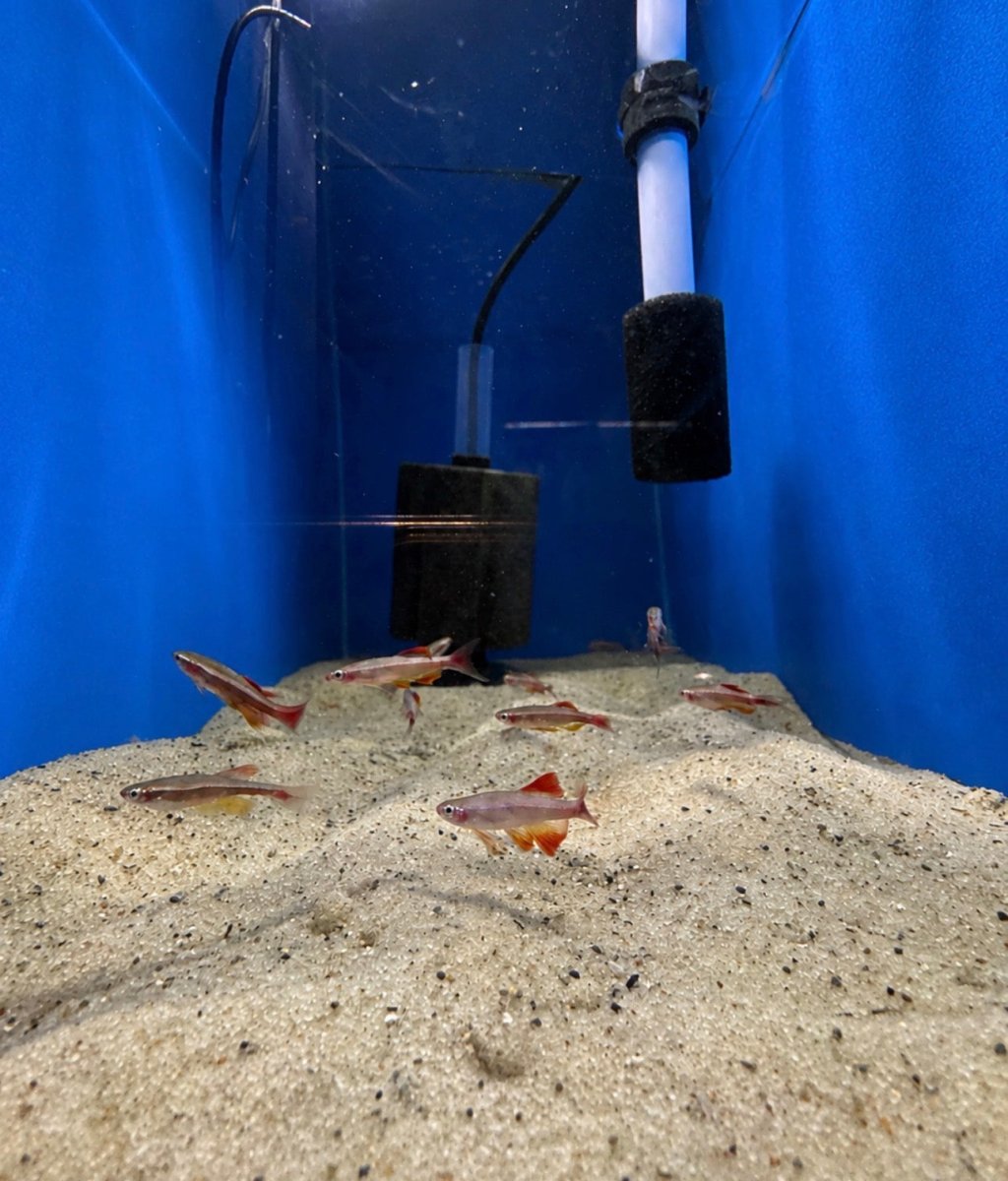 Longfin White Cloud Mountain Minnow (Tanichthys albonubes) freshwater fish for sale - Legacy Line Aquatics LLC