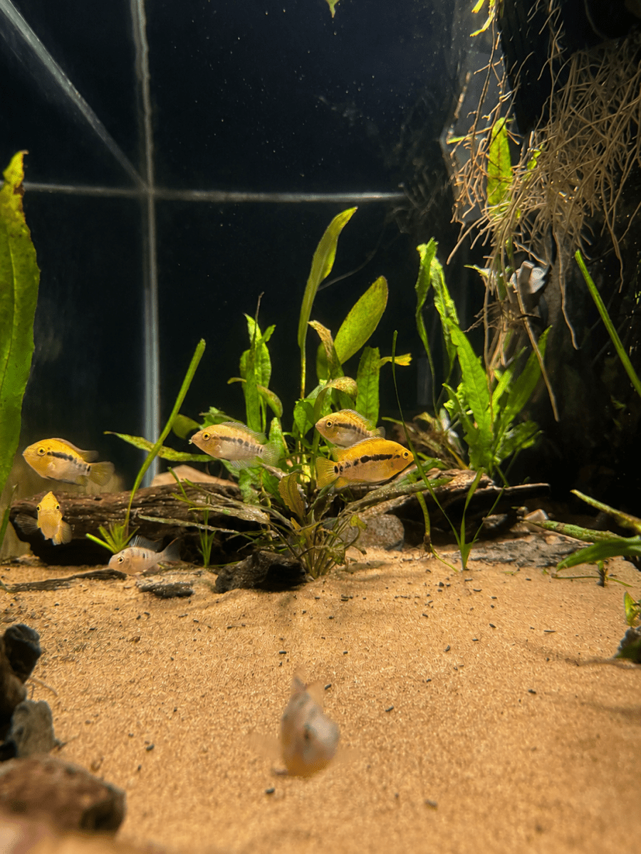Rainbow Cichlid (Herotilapia multispinosa) freshwater fish for sale - Legacy Line Aquatics LLC