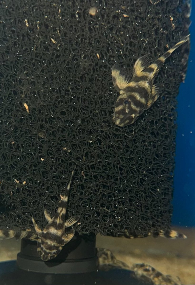 L052 Butterfly Pleco freshwater fish for sale - Legacy Line Aquatics LLC