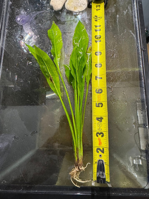 Amazon Sword freshwater fish for sale - Legacy Line Aquatics LLC