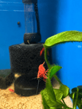 Neocaridina Fire Red Cherry Shrimp freshwater fish for sale - Legacy Line Aquatics LLC