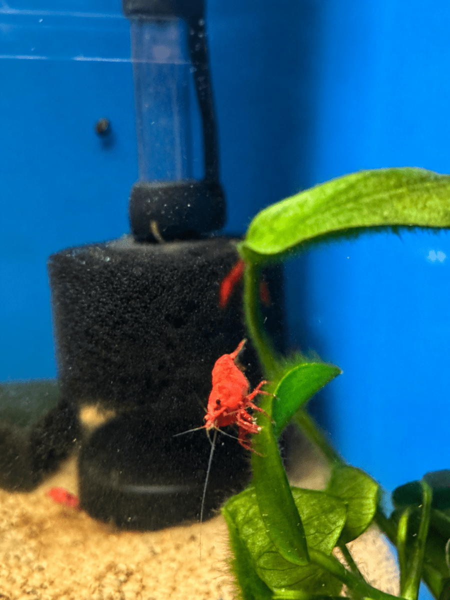 Neocaridina Fire Red Cherry Shrimp freshwater fish for sale - Legacy Line Aquatics LLC
