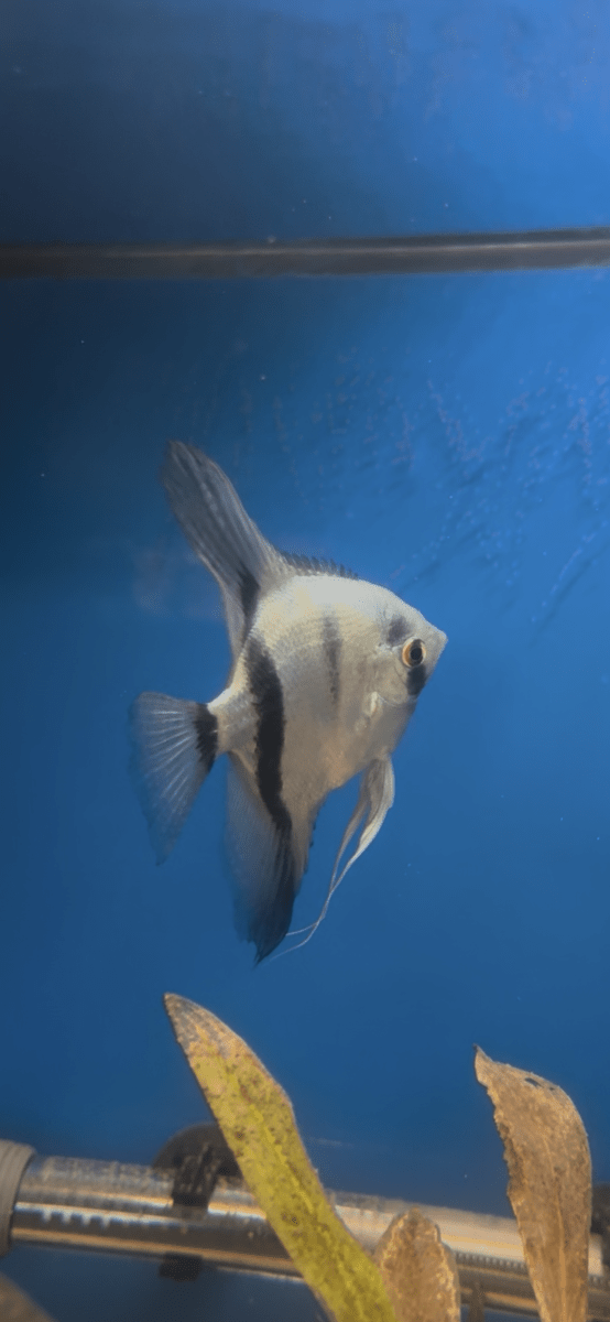 Philippine Blue Angelfish (Pterophyllum Scalare) freshwater fish for sale - Legacy Line Aquatics LLC