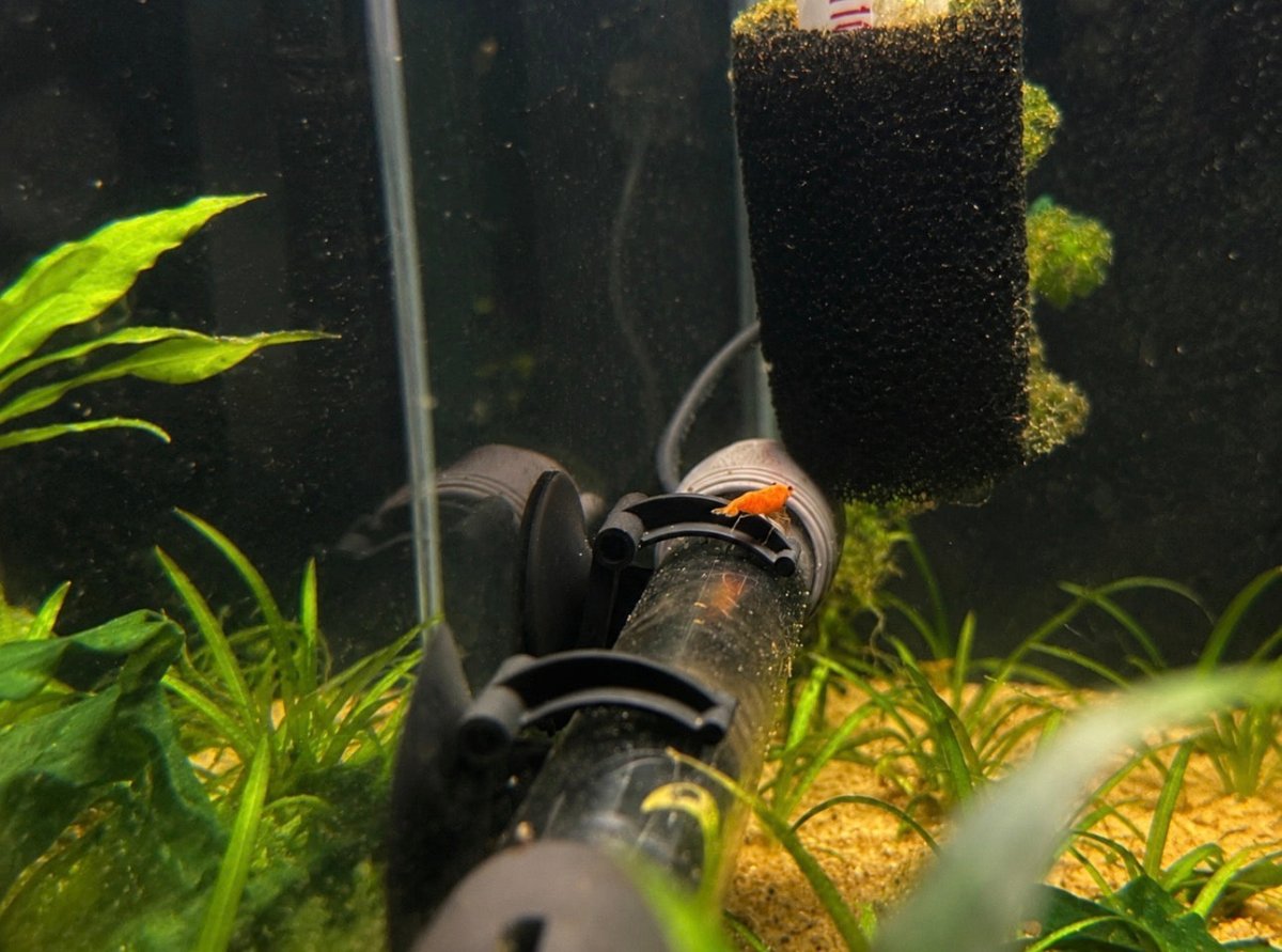 Neocaridina Orange Shrimp freshwater fish for sale - Legacy Line Aquatics LLC