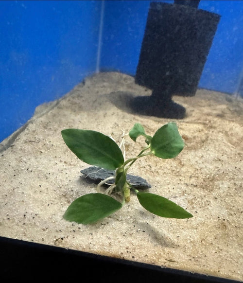 Anubias Barteri freshwater fish for sale - Legacy Line Aquatics LLC
