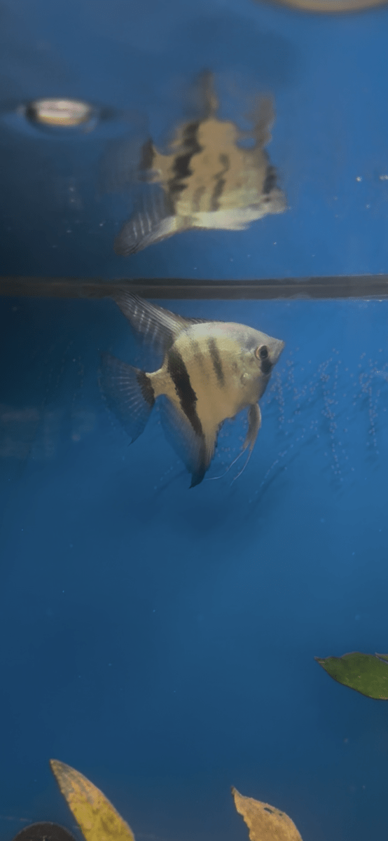 Philippine Blue Angelfish (Pterophyllum Scalare) freshwater fish for sale - Legacy Line Aquatics LLC