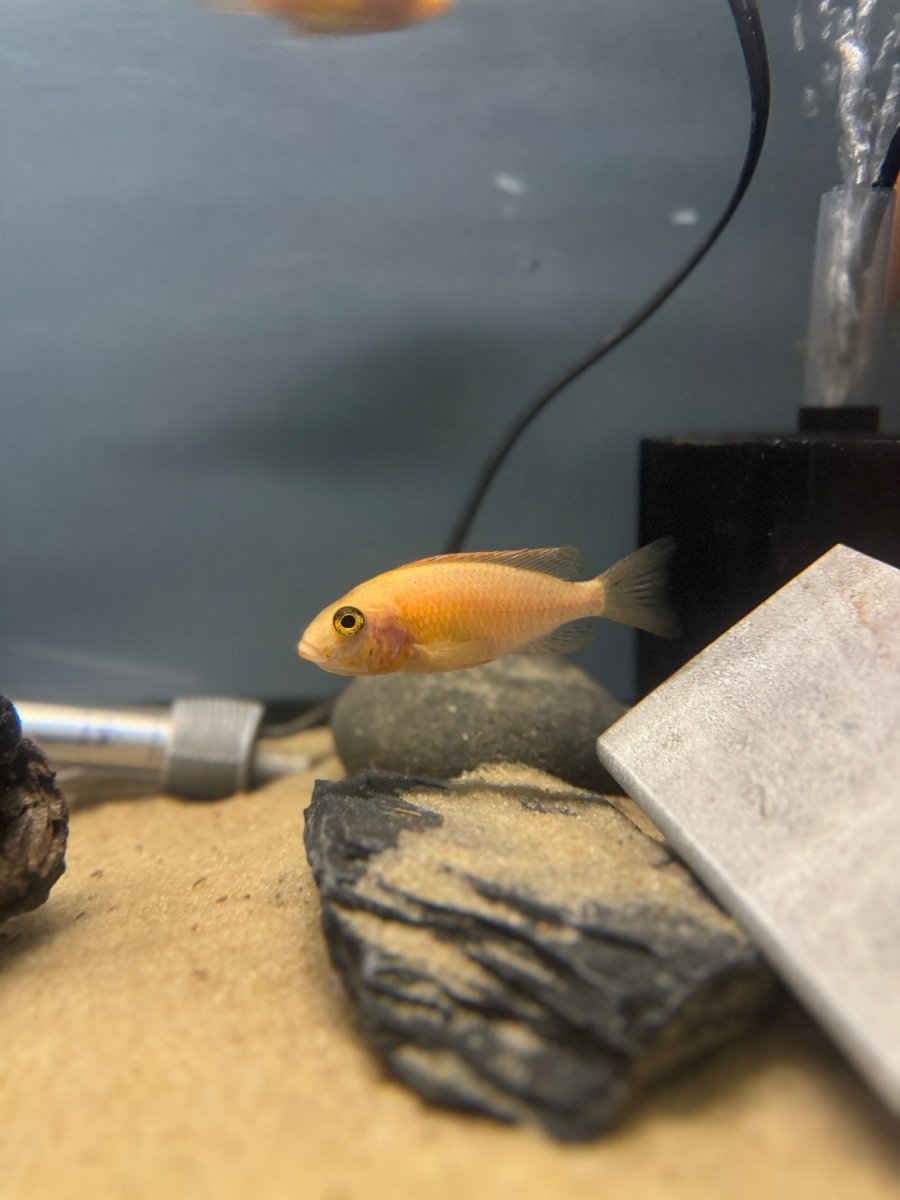 Dragonblood Peacock (Aulonocara sp. “Dragon Blood”) freshwater fish for sale - Legacy Line Aquatics LLC