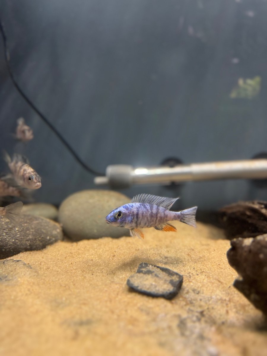 Blueberry OB Fryeri (Sciaenochromis fryeri) freshwater fish for sale - Legacy Line Aquatics LLC