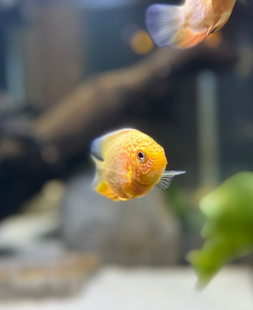 Red Spotted Severum freshwater fish for sale - Legacy Line Aquatics LLC