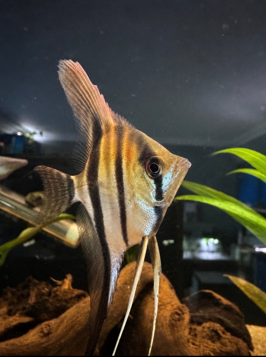 Manacapuru Angelfish (Pterophyllum scalare var. Manacapuru) freshwater fish for sale - Legacy Line Aquatics LLC