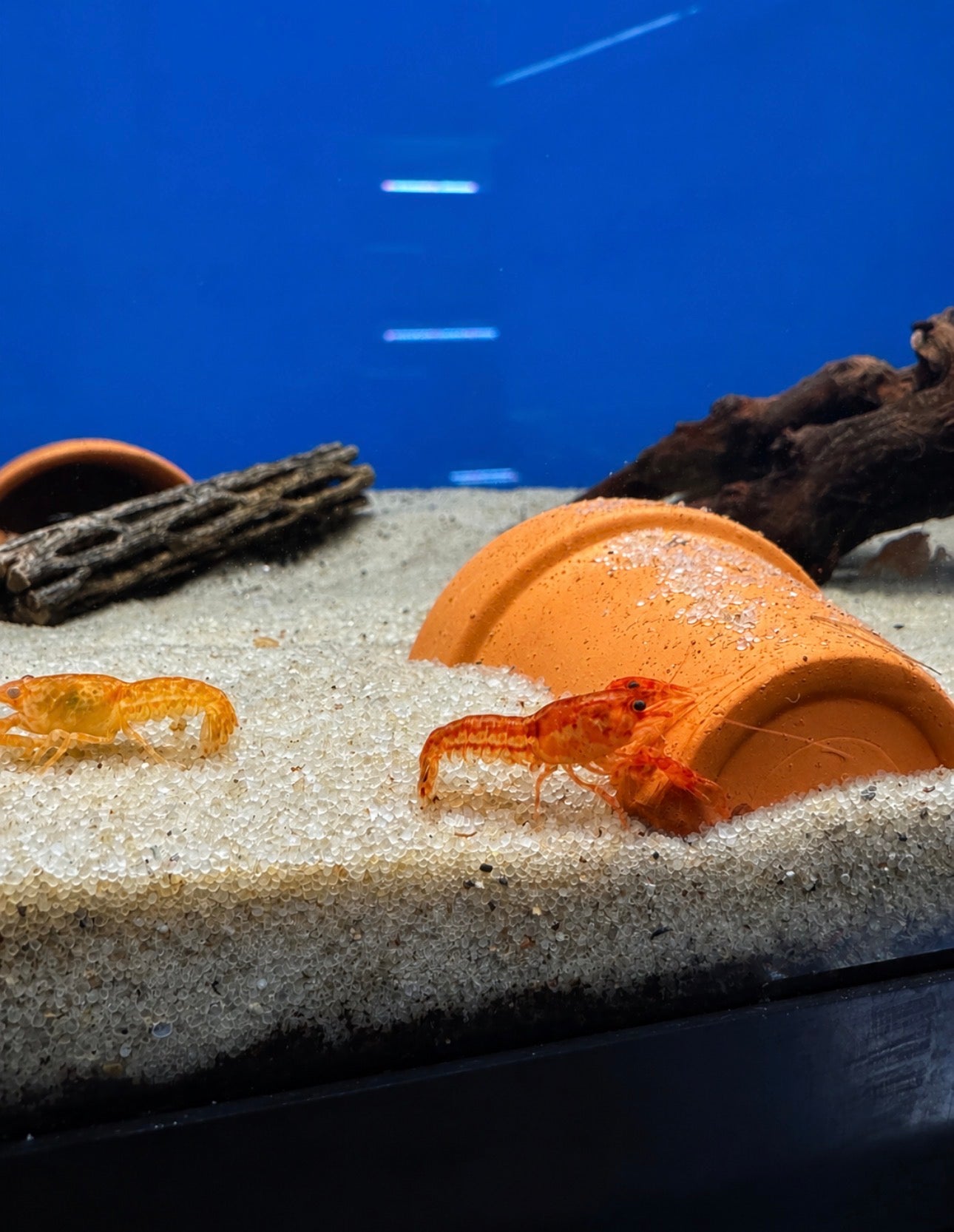 Mexican Dwarf Crayfish