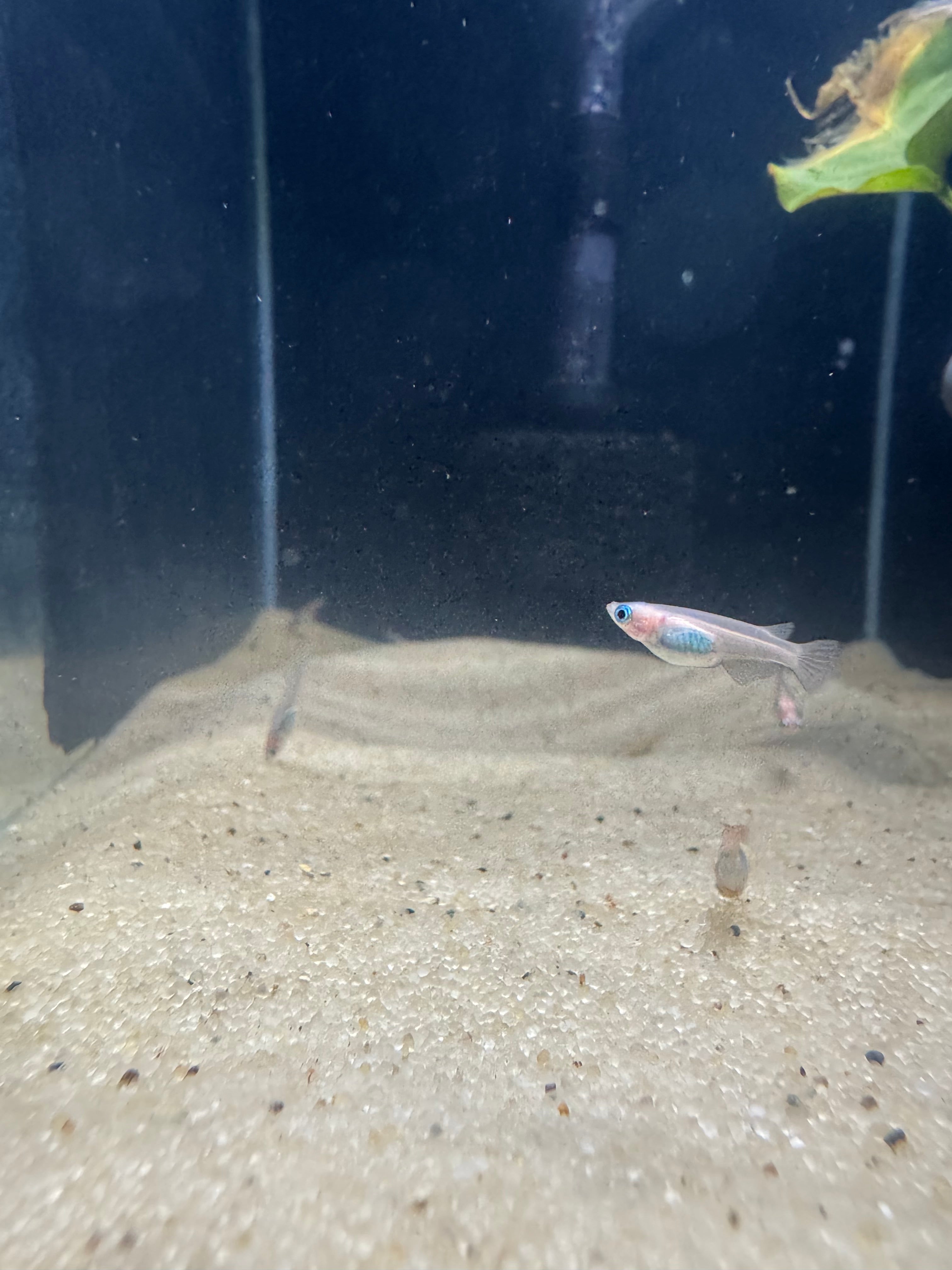 Pearl Galaxy Medaka Ricefish / Japanese Ricefish (Oryzias latipes)