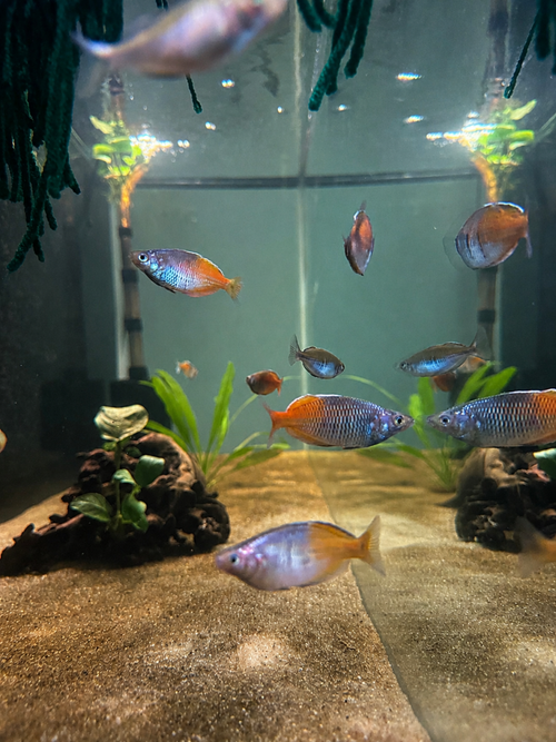 Boesemani Rainbow Fish (Melanotaenia boesemani) freshwater fish for sale - Legacy Line Aquatics LLC