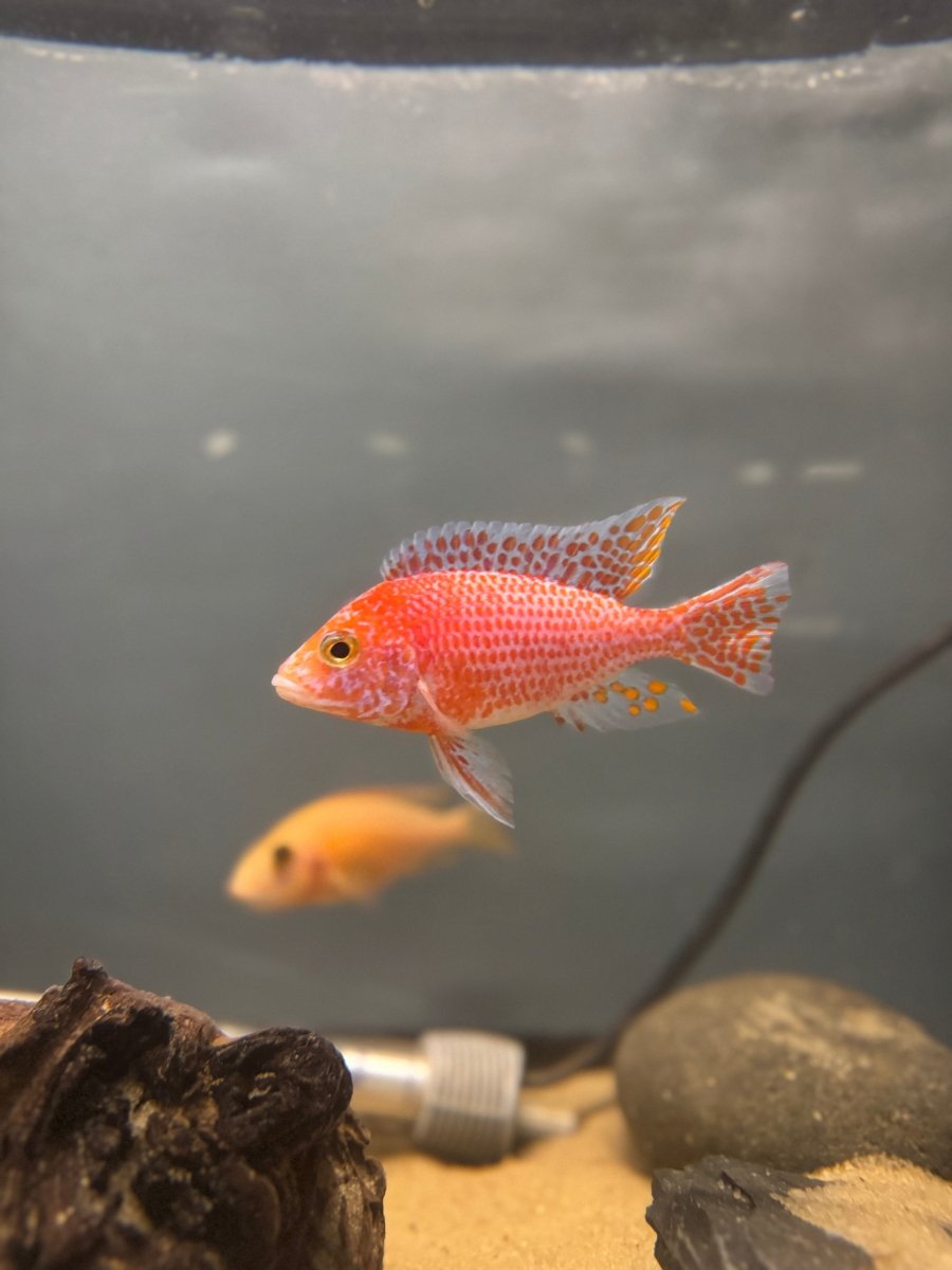 Dragonblood Peacock (Aulonocara sp. “Dragon Blood”) freshwater fish for sale - Legacy Line Aquatics LLC