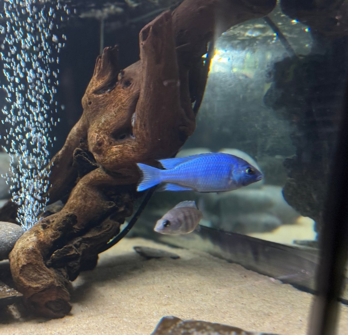 Star Sapphire (Placidochromis sp. “phenochilus Tanzania”) freshwater fish for sale - Legacy Line Aquatics LLC