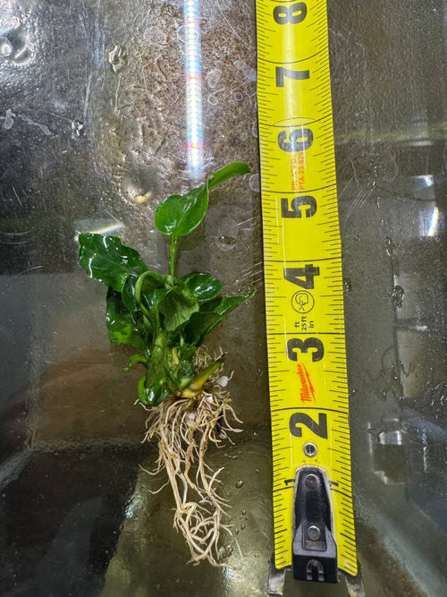 Anubias Nana Small freshwater fish for sale - Legacy Line Aquatics LLC