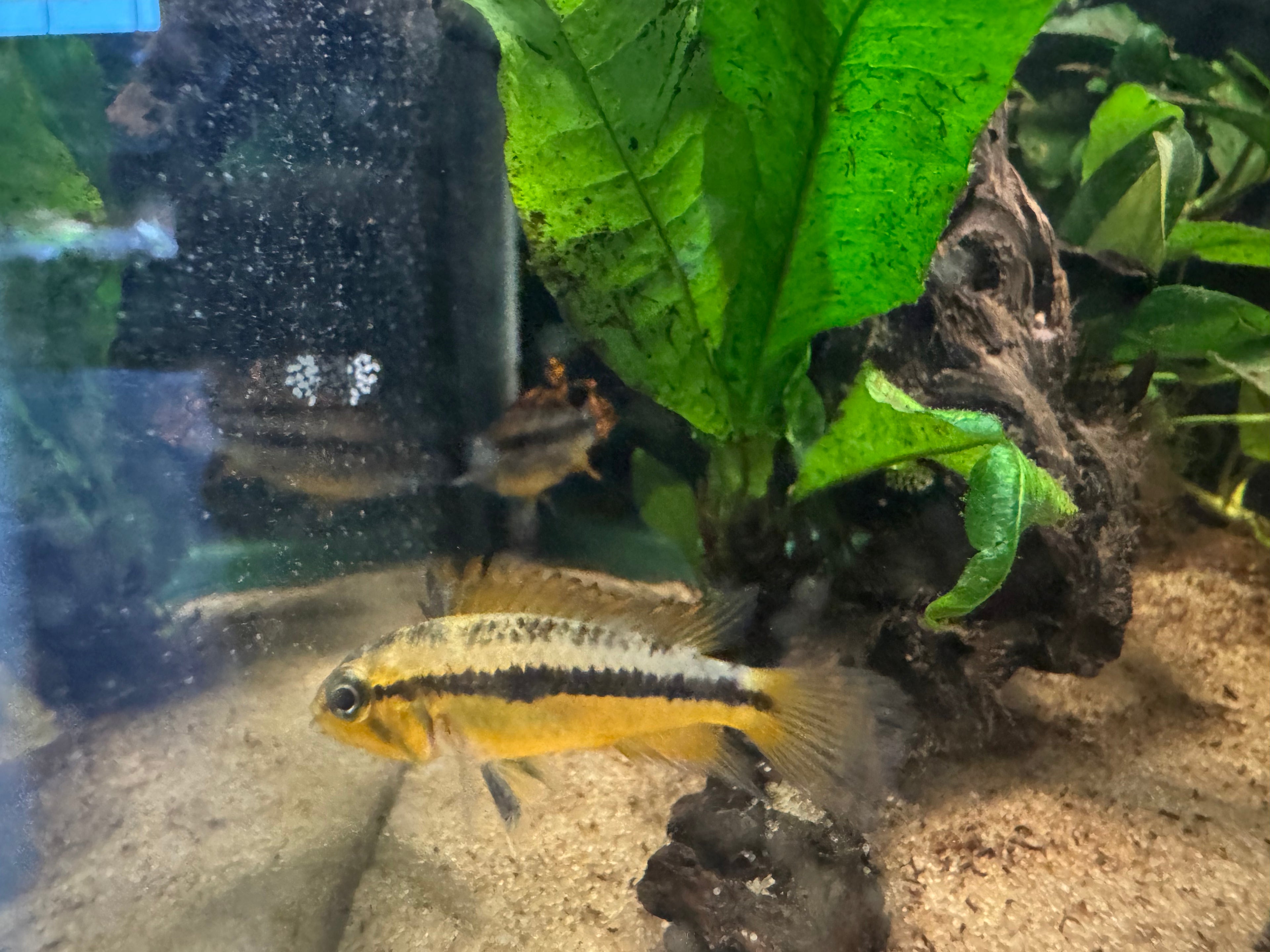 Apistogramma Cacatuoides Double Red