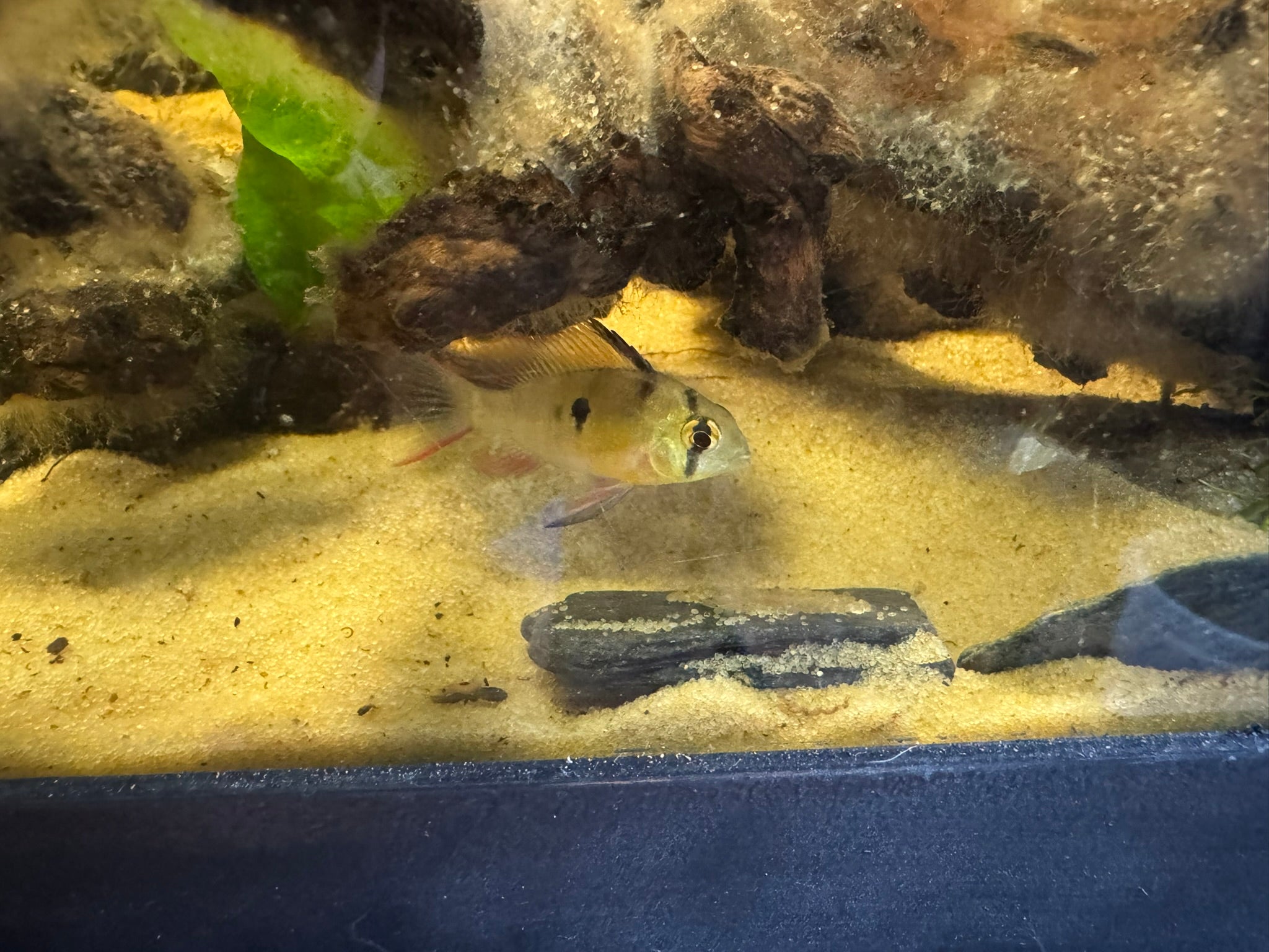Bolivian Ram (Mikrogeophagus Altispinosus)