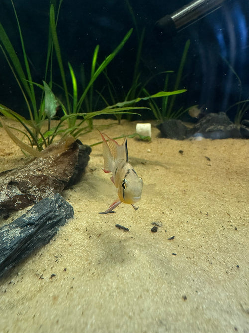 Bolivian Ram (Mikrogeophagus Altispinosus)