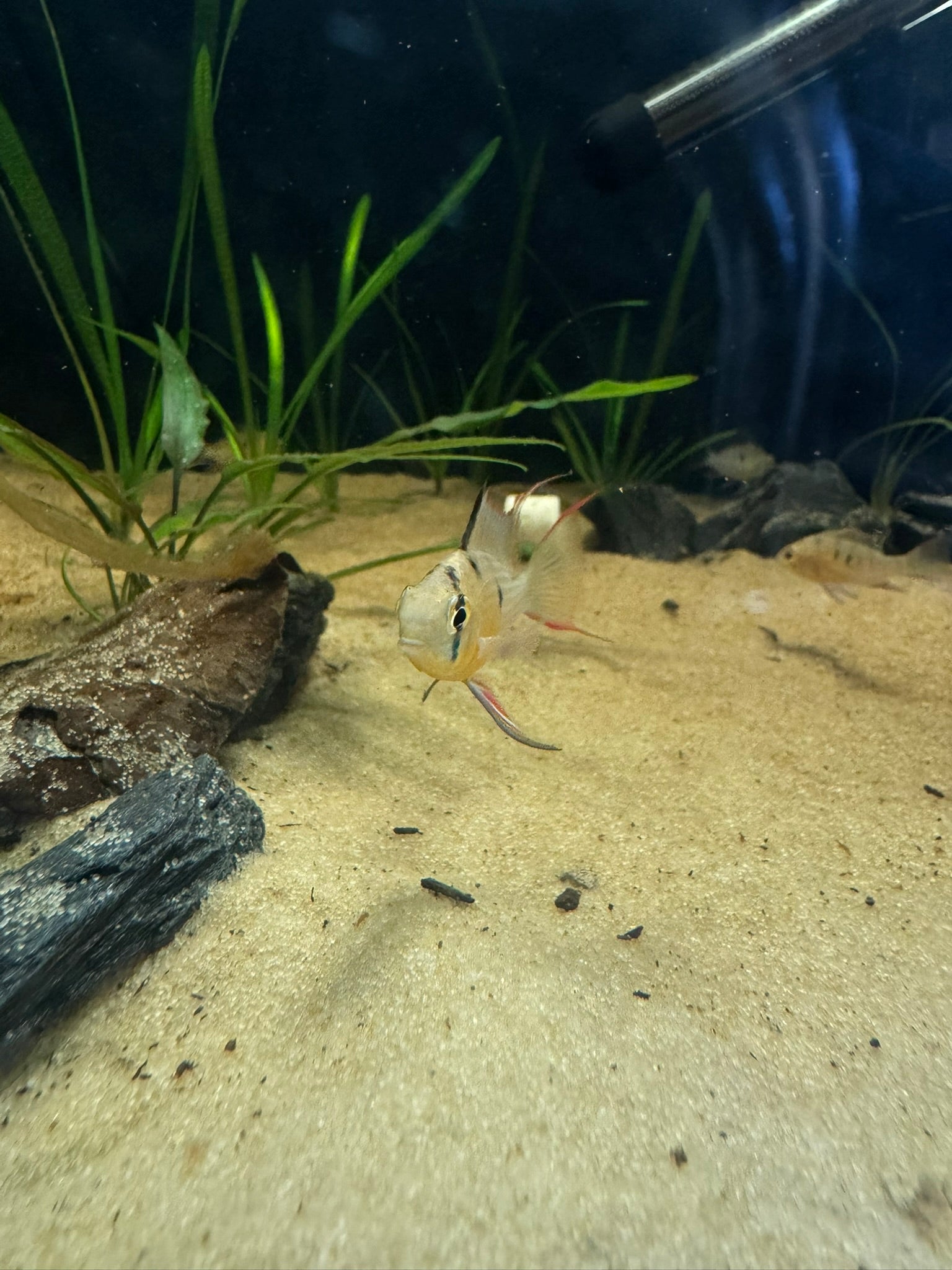 Bolivian Ram (Mikrogeophagus Altispinosus)
