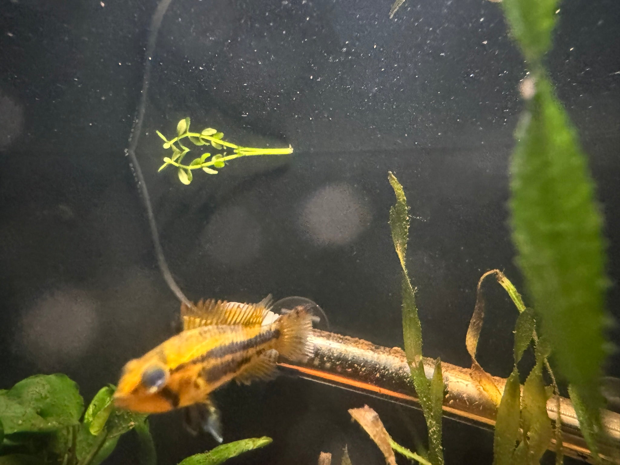 Apistogramma Cacatuoides Double Red