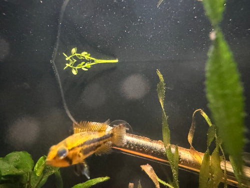 Apistogramma Cacatuoides Double Red