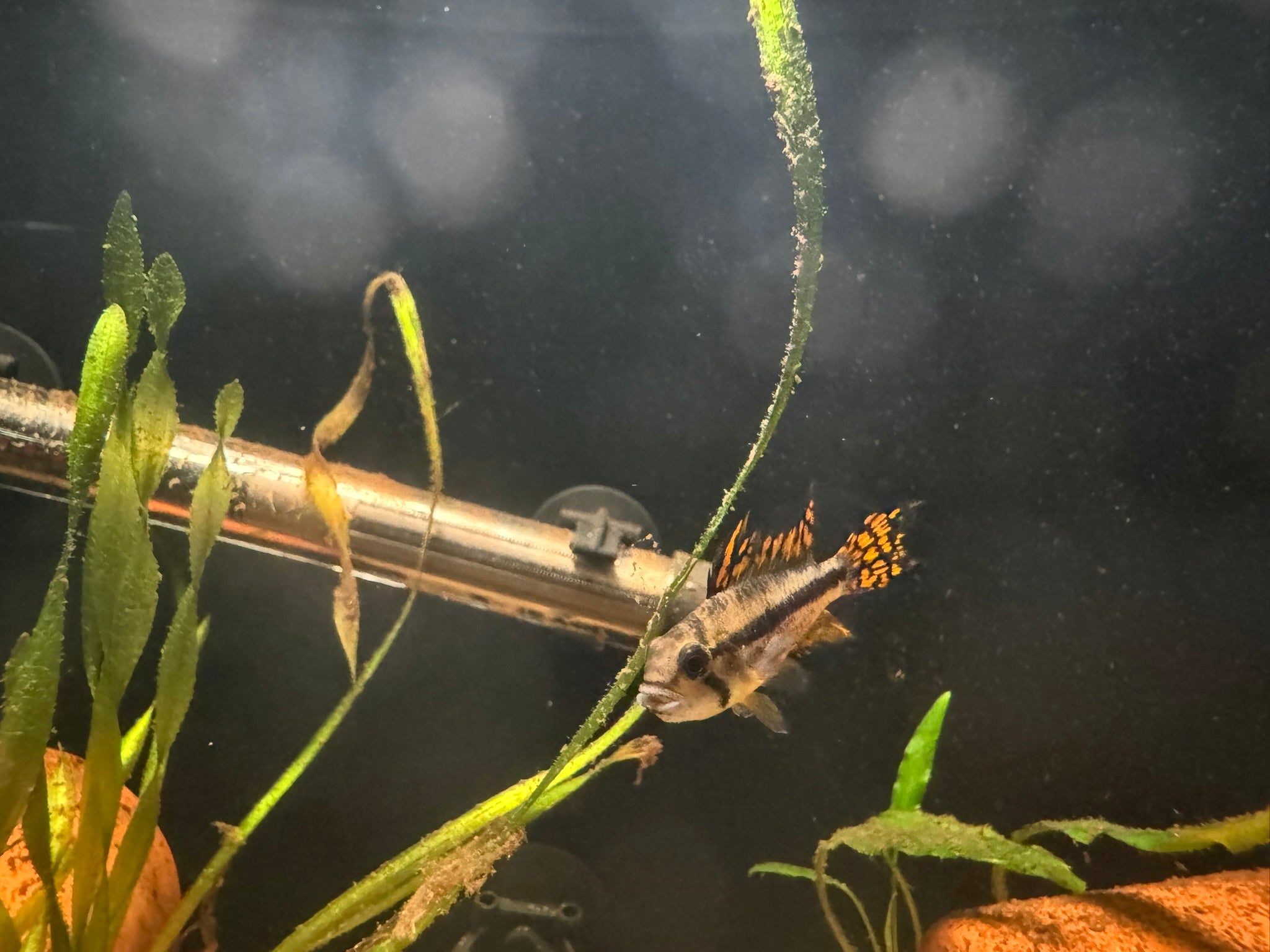 Apistogramma Cacatuoides Double Red