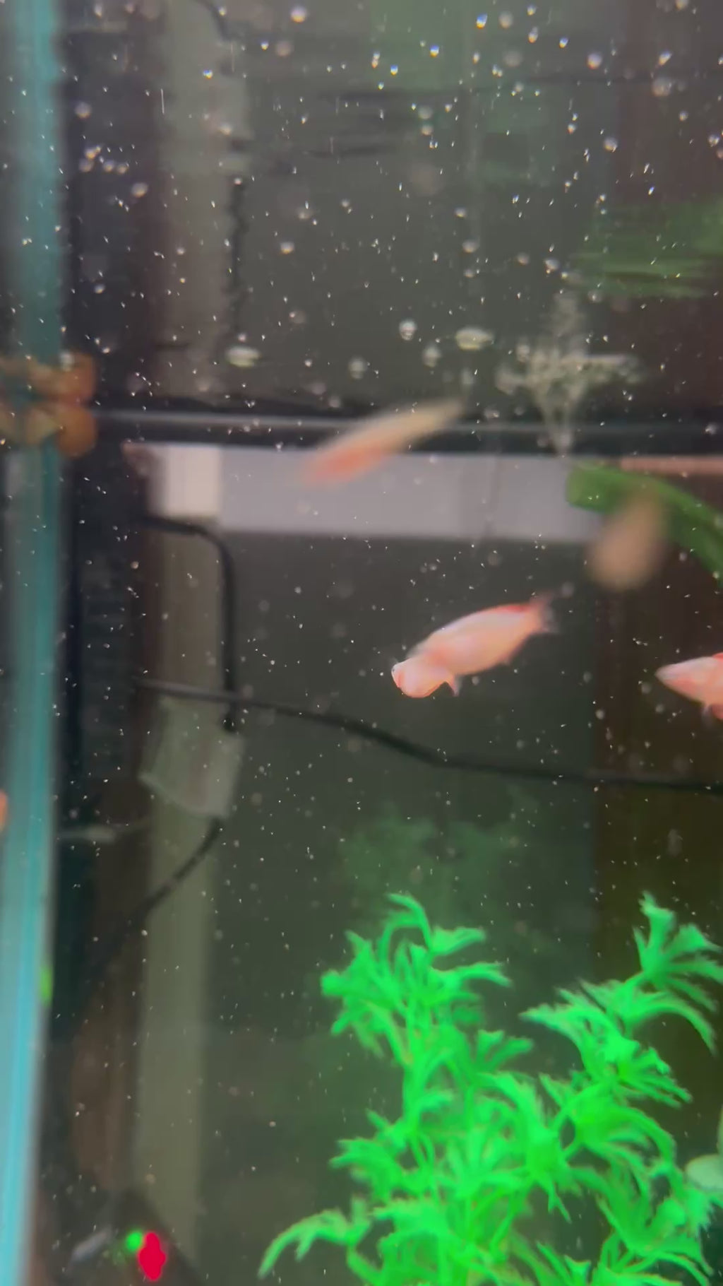 Neon Dwarf Rainbowfish (Melanotaenia praecox)