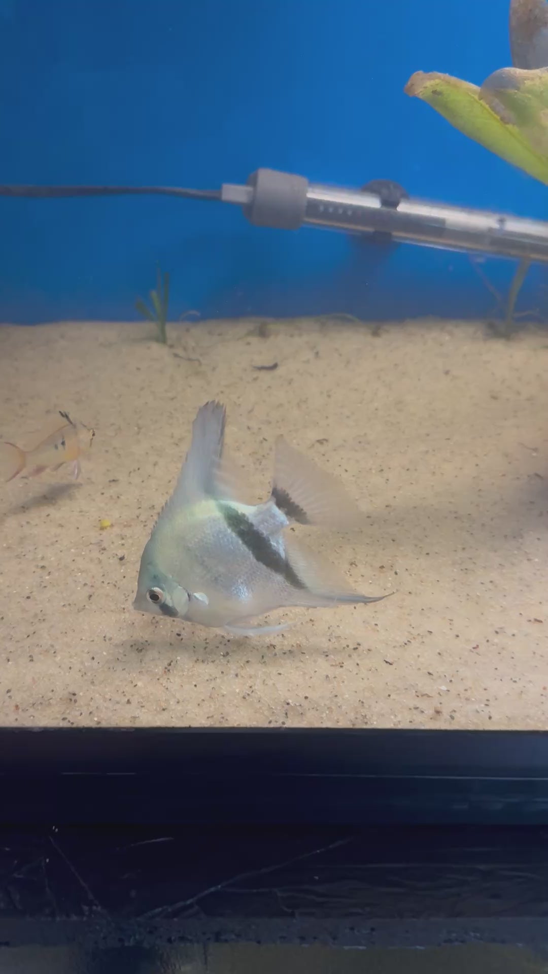 Philippine Blue Angelfish (Pterophyllum Scalare)