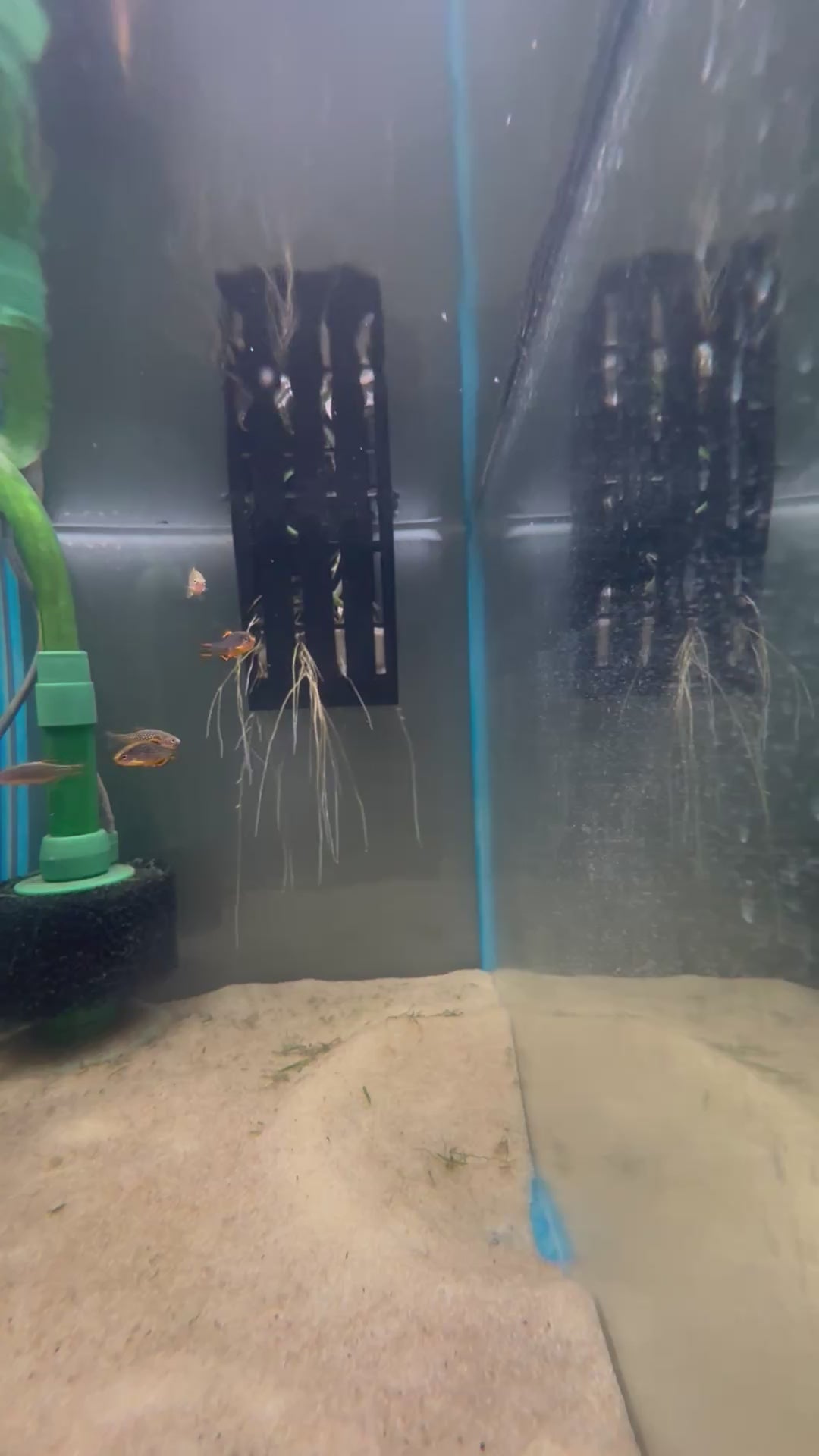 Celestial Pearl Danio freshwater cichlid for sale — locally bred by Legacy Line Aquatics