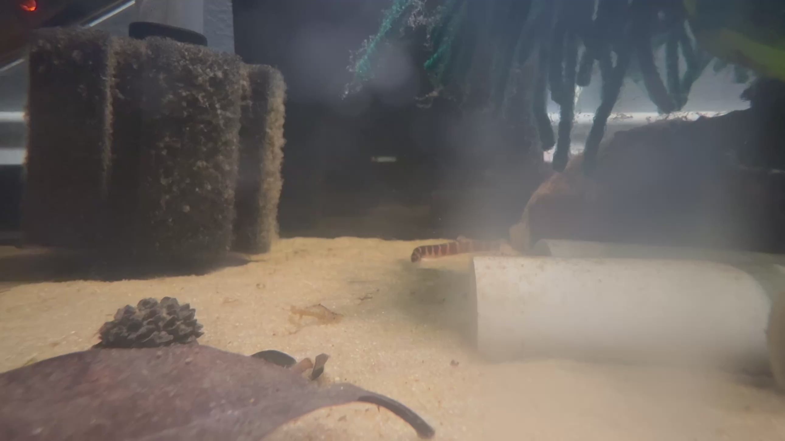 Kuhli Loach (Pangio Kuhli)