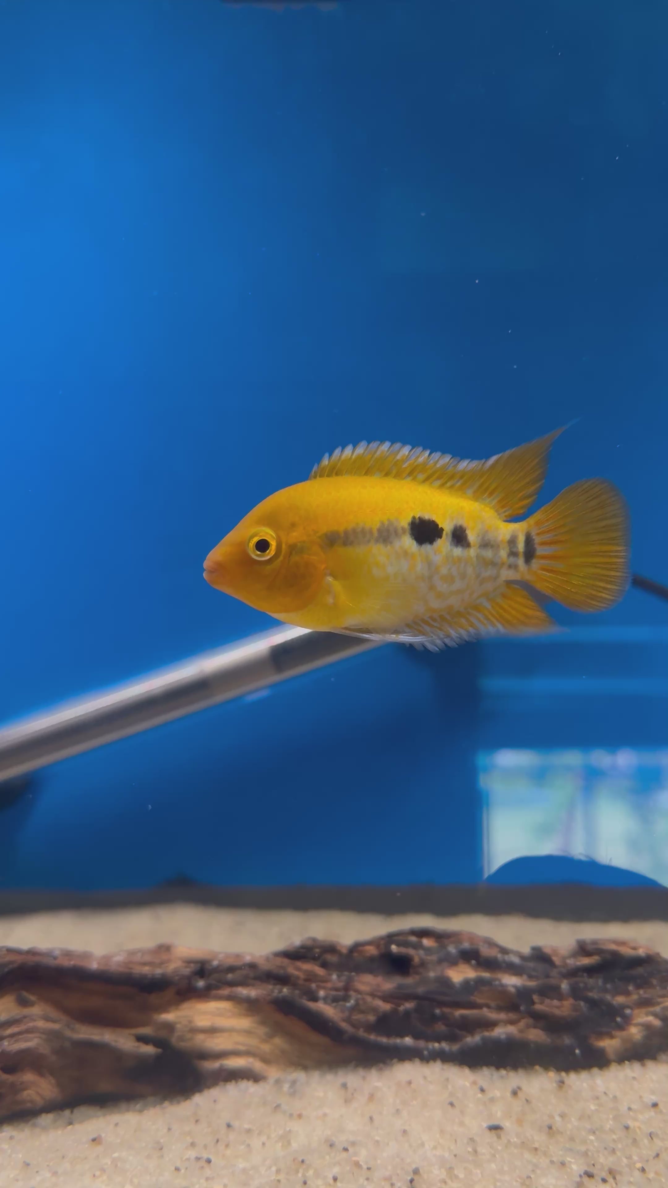 Rainbow Cichlid (Herotilapia multispinosa)