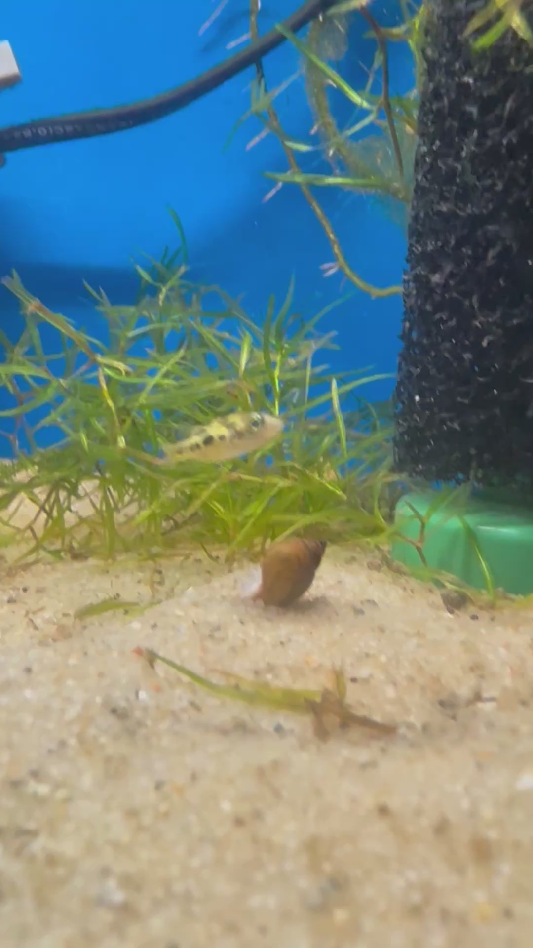 Pea Puffer (Carinotetraodon travancoricus)