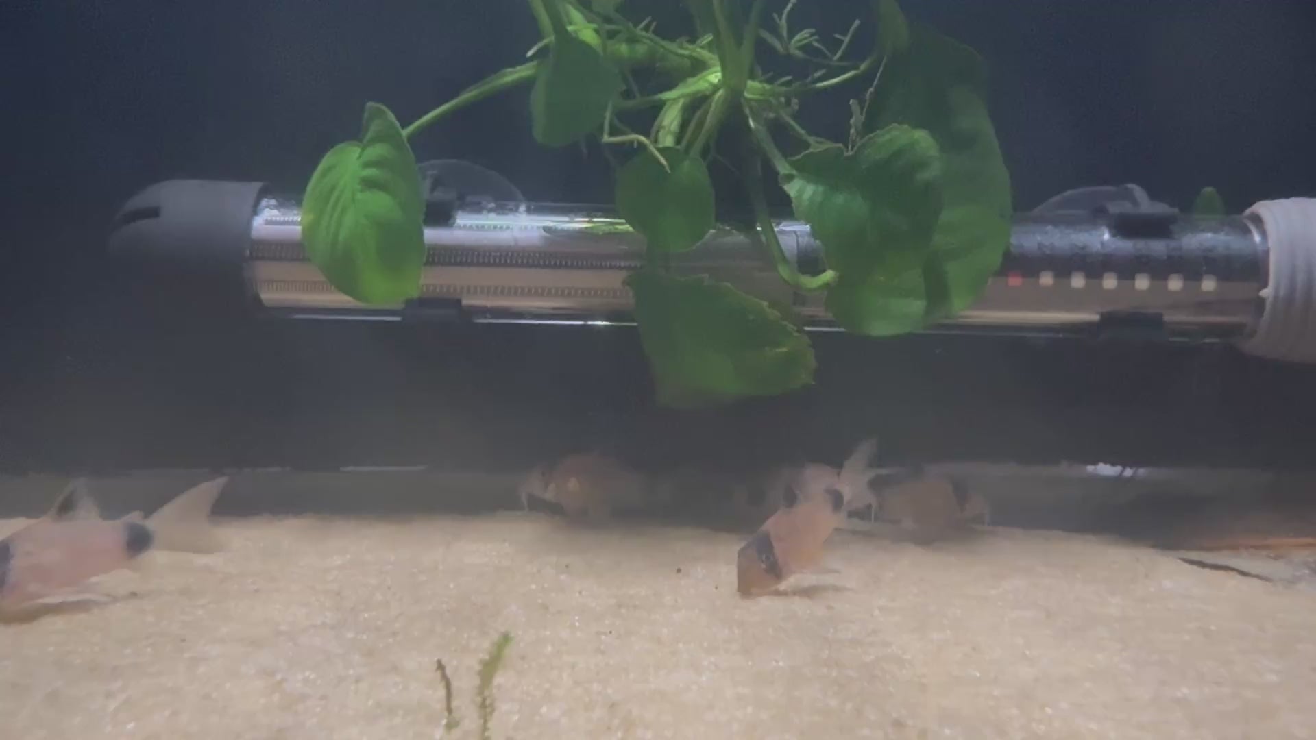 Panda Corydora (Hoplisoma Panda)