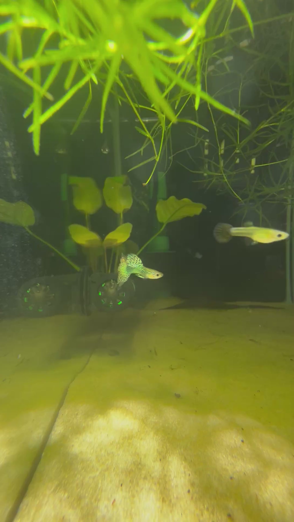 Red Dragon Guppy (Poecilia Reticulata)