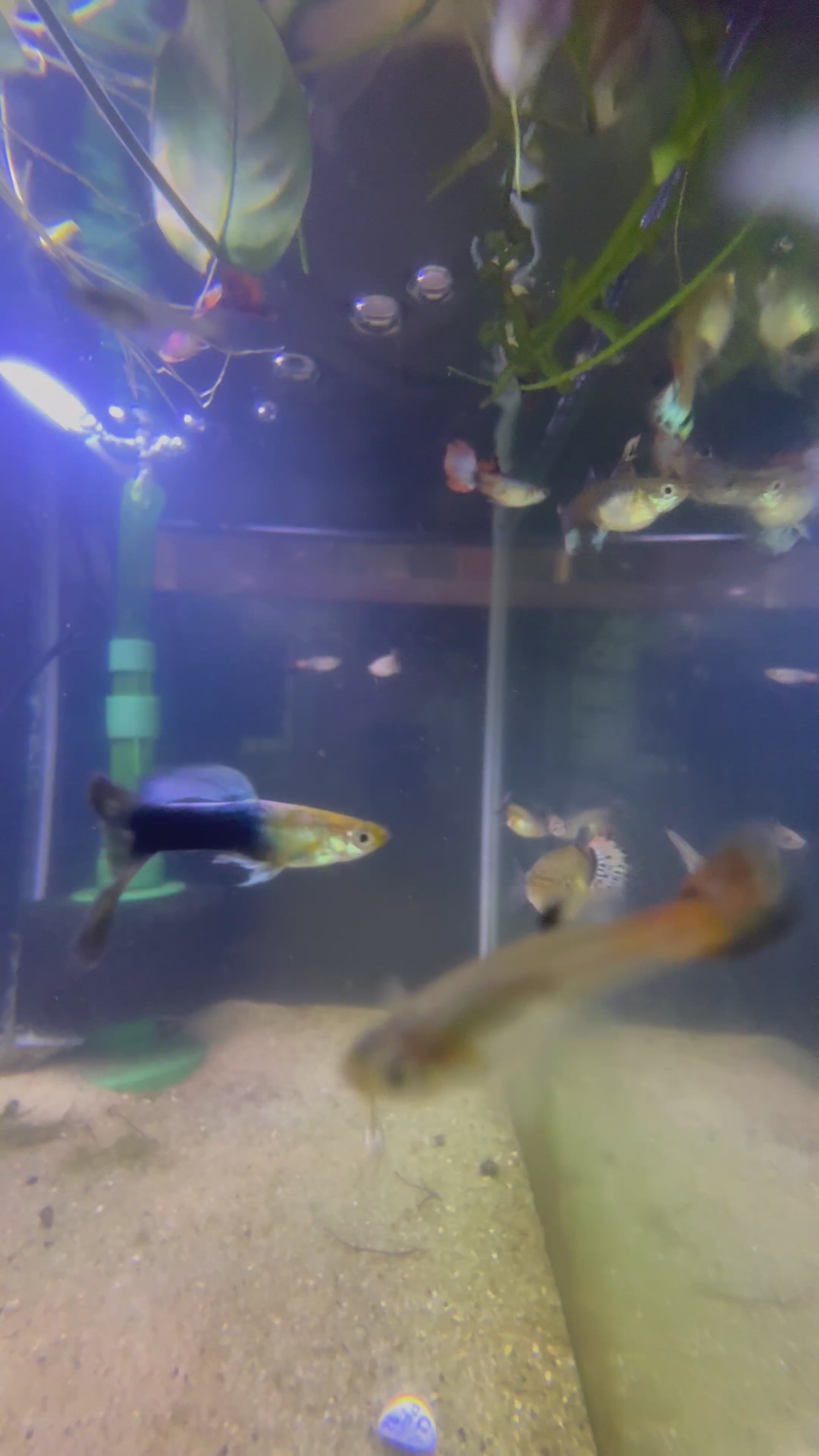 Assorted Guppies (Poecilia Reticulata)