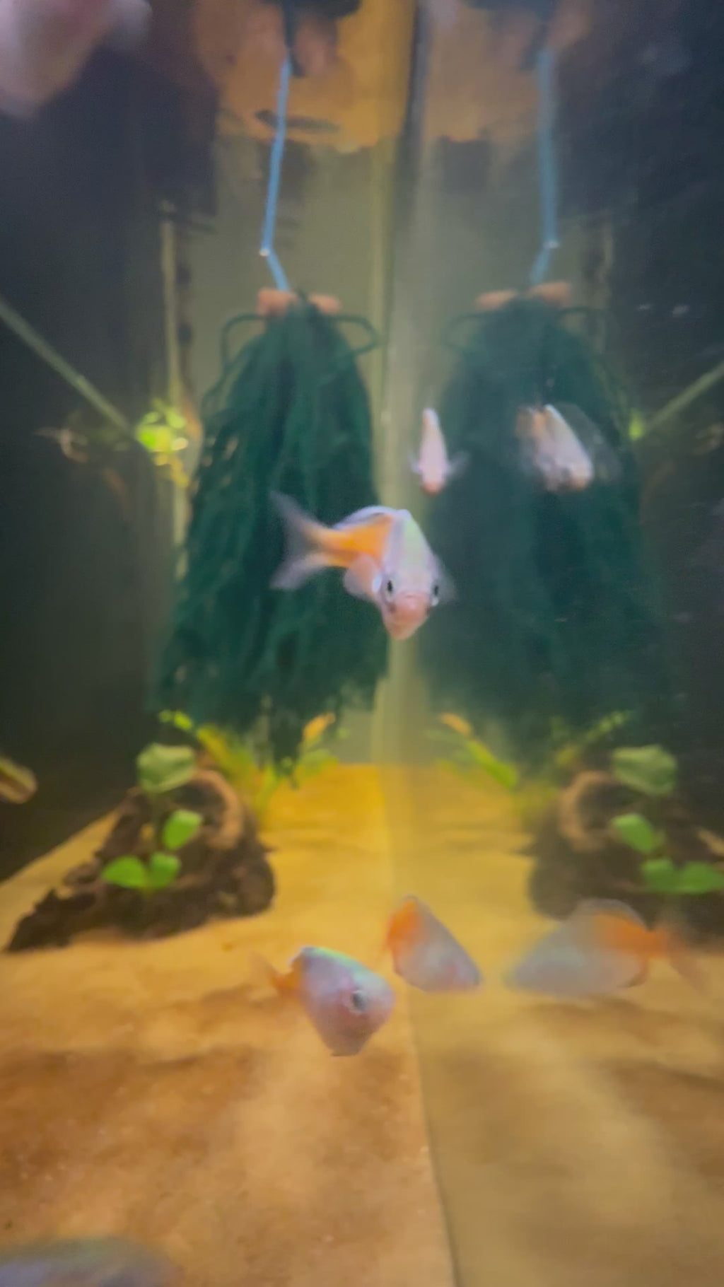 Boesemani Rainbow Fish (Melanotaenia boesemani)