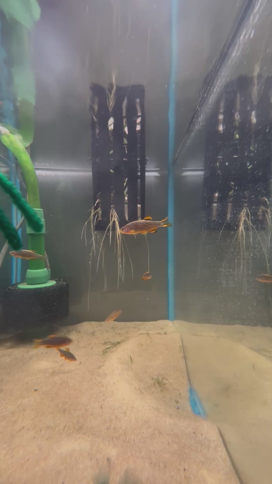 Celestial Pearl Danio freshwater cichlid for sale — locally bred by Legacy Line Aquatics