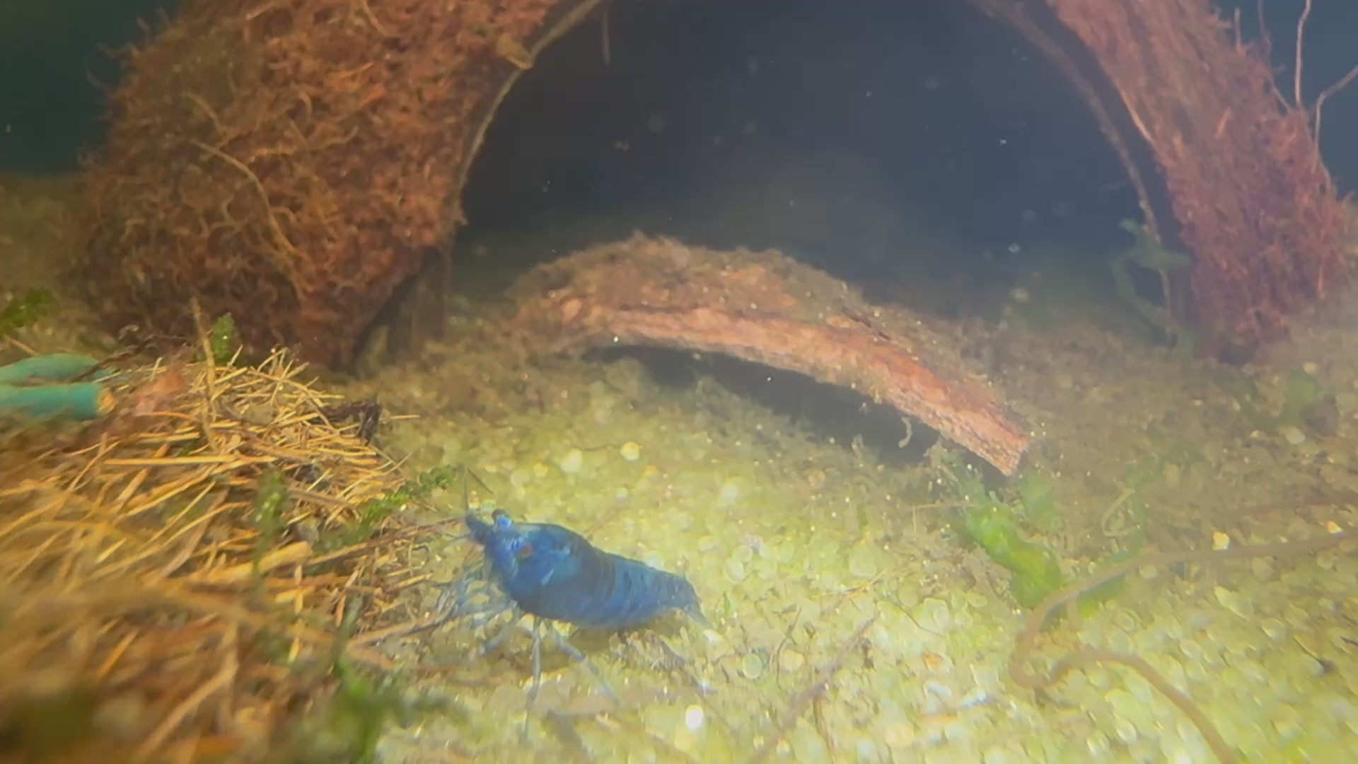 Neocaridina Blue Velvet Shrimp