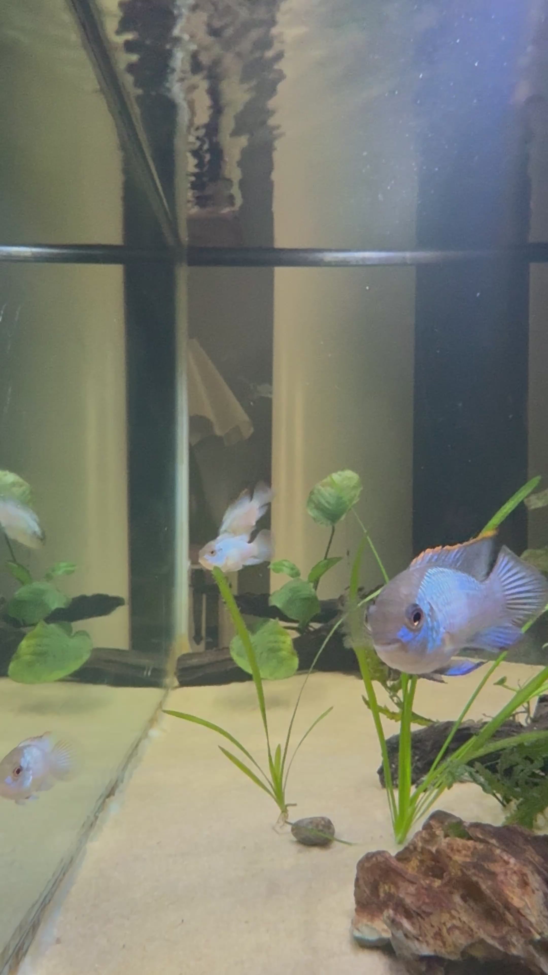 Electric Blue Acara (Andinoacara pulcher)