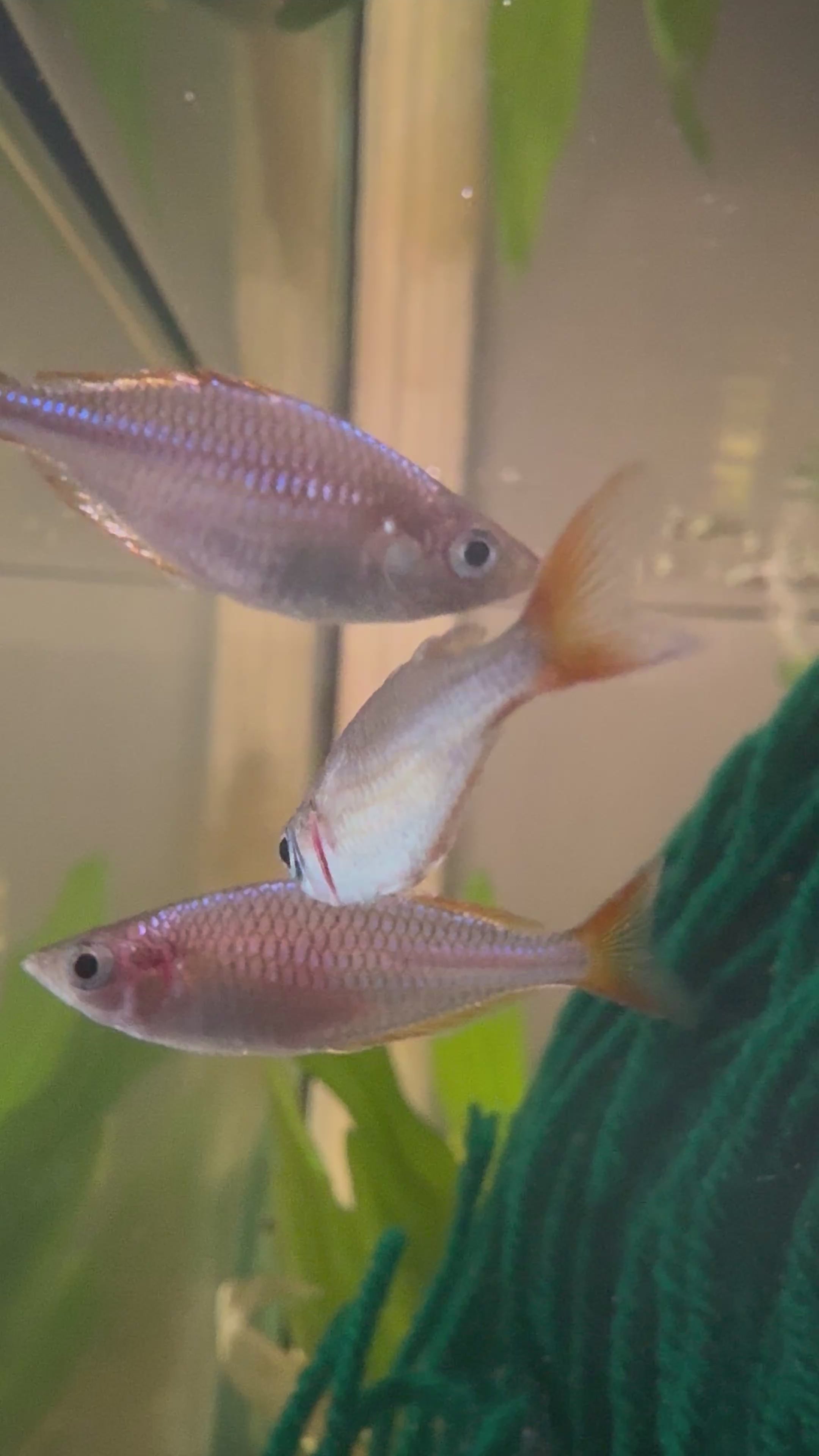 Neon Dwarf Rainbowfish (Melanotaenia praecox)