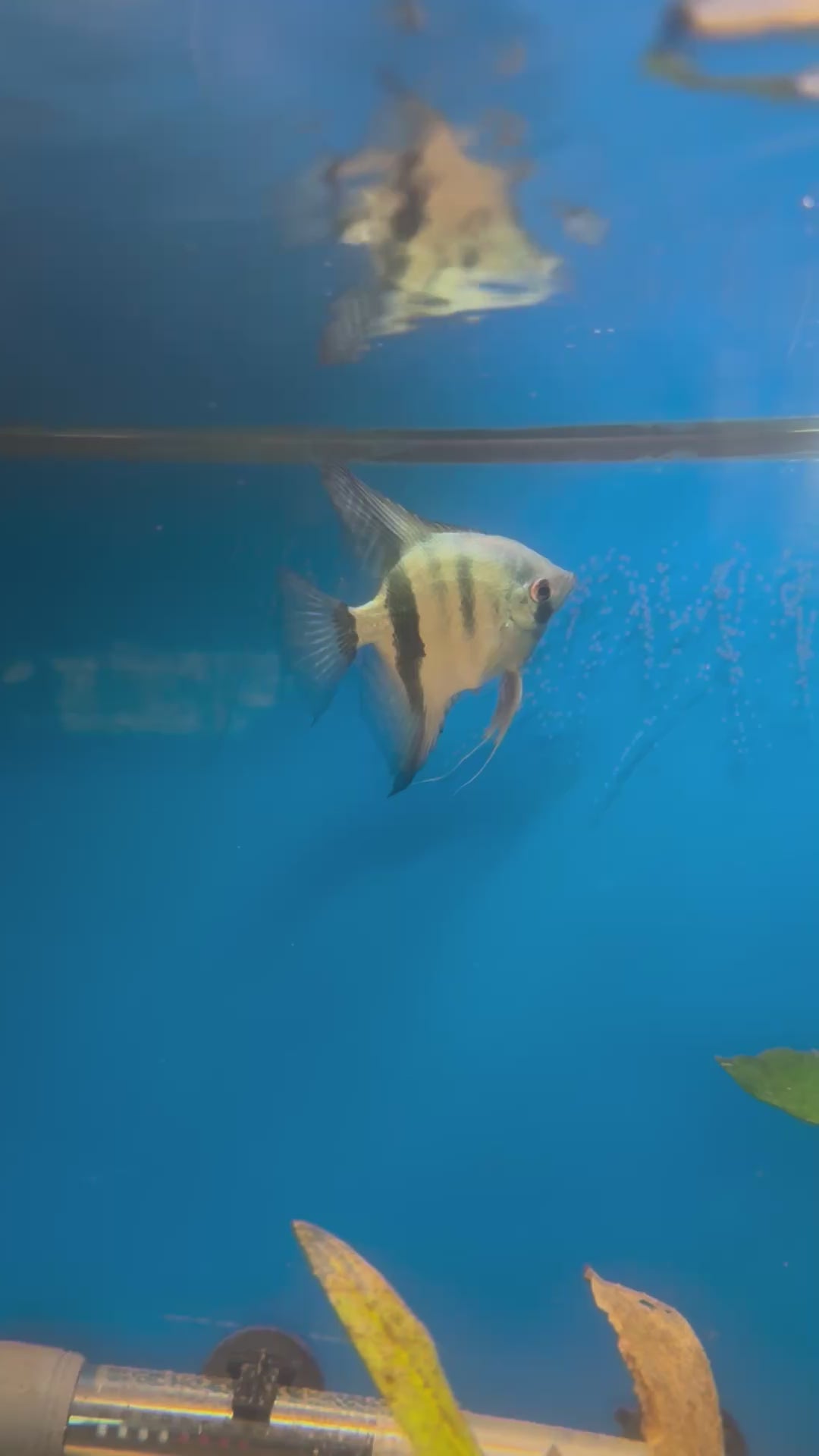 Philippine Blue Angelfish (Pterophyllum Scalare)