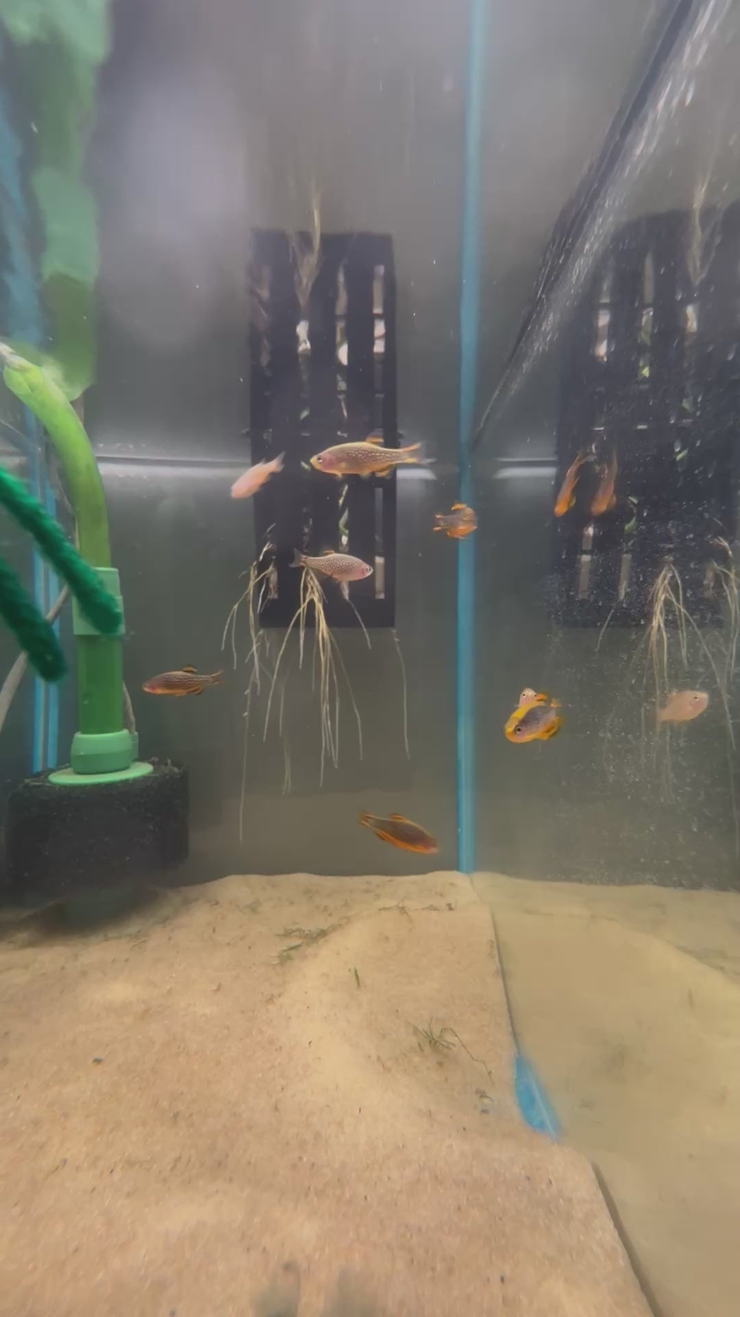 Celestial Pearl Danio freshwater cichlid for sale — locally bred by Legacy Line Aquatics